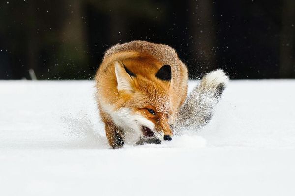 梦到狐狸要攻击我_梦见狐狸攻击我是什么意思