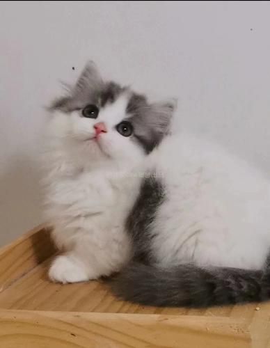 梦到脚上长毛_意味着什么