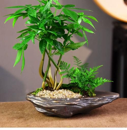 助财运的盆景有哪些_如何摆放最招财