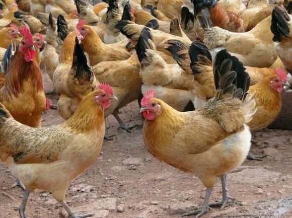 梦到一群鸡是什么意思_梦见一群鸡预示什么