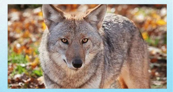 梦到被狼咬是什么意思_梦见狼咬自己预示着什么