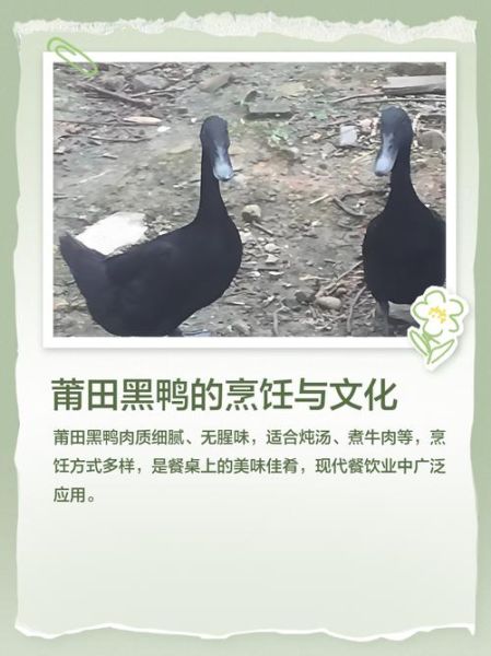 梦到黑鸭_黑鸭象征什么