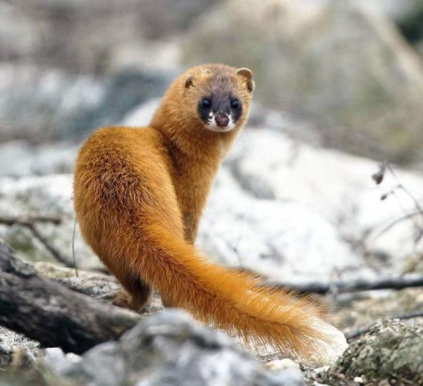 梦到白色黄鼠狼_周公解梦