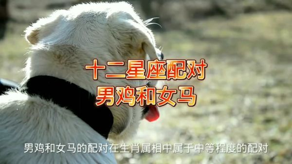 属鸡最怕什么属相_属鸡和哪些属相不合