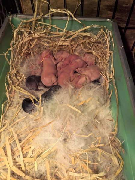 梦到一窝兔子是什么意思_孕妇梦见兔子是胎梦吗