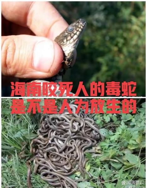 梦到蛇喷毒_蛇喷毒液预示什么