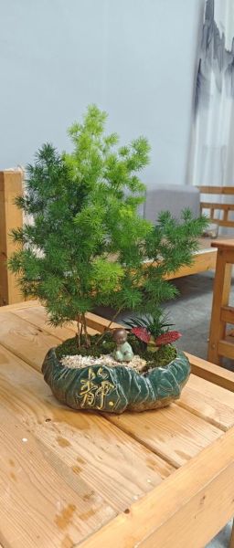 蓬莱松属相风水禁忌_蓬莱松适合什么生肖