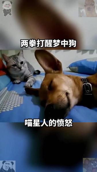 梦到猫狗打架预示什么_如何化解冲突