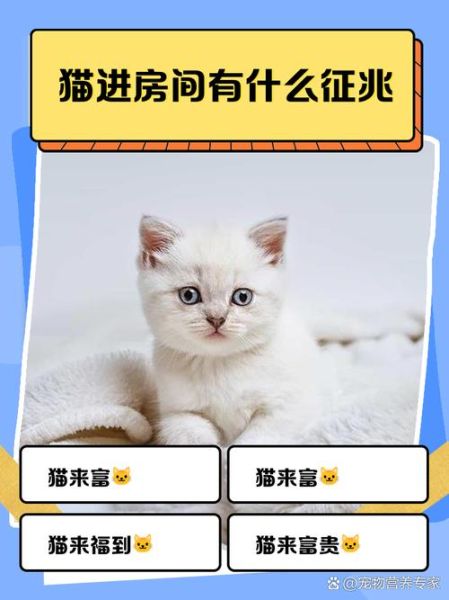 梦到家里养猫_梦见猫进家是什么预兆