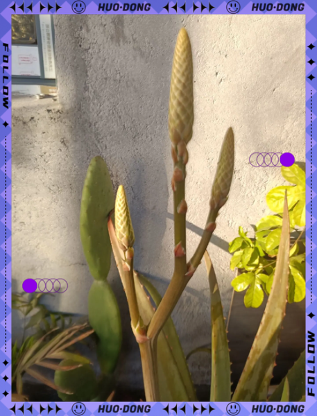 梦到芦荟是什么意思_芦荟在梦里预示什么