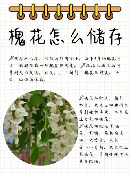梦到摘槐花_有什么寓意