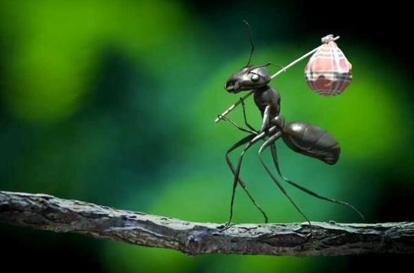 梦到蚂蚁是什么预兆_梦见蚂蚁成群结队