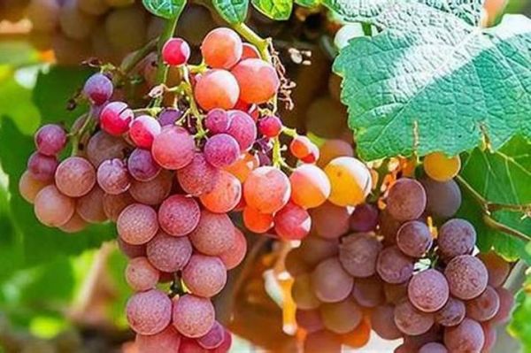 梦到好多葡萄是什么意思_梦见成串葡萄预示什么