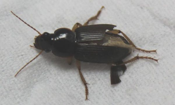 梦到黑色虫子_梦见黑色虫子是什么意思