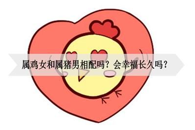 属鸡和属猪的婚姻合不合_鸡猪配对能幸福吗