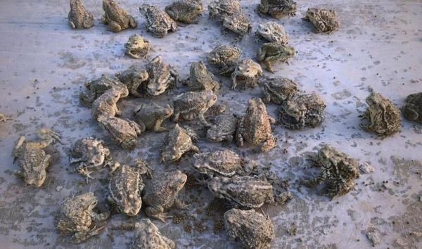 梦到蟾蜍是什么意思_梦到蟾蜍是吉是凶