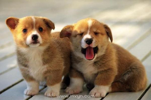 梦到小狗是什么意思_梦见小狗的预兆