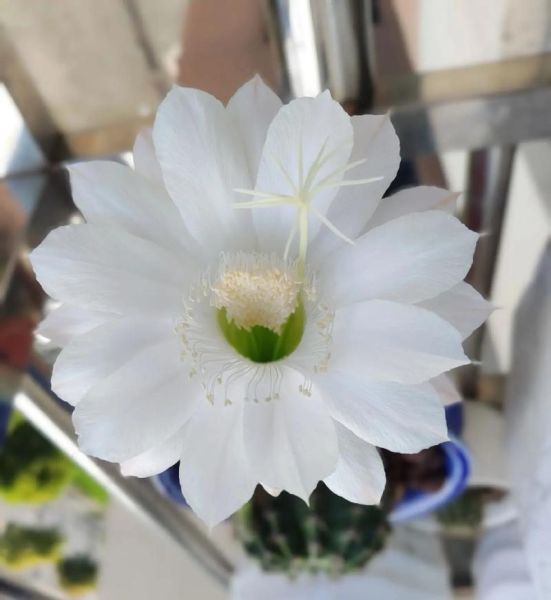 梦到仙人球_仙人球梦境寓意