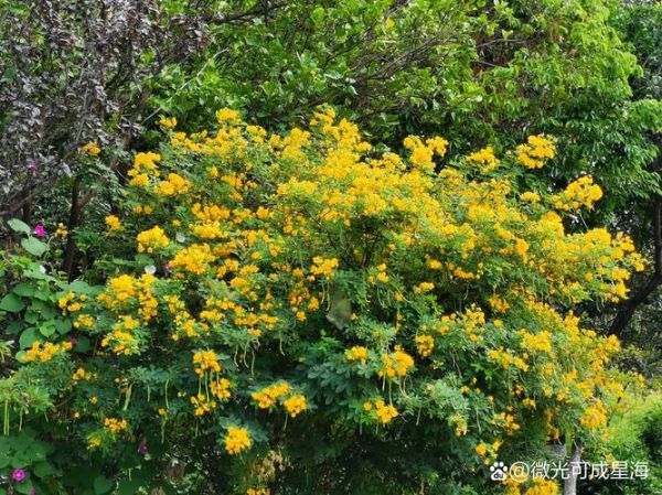 梦到摘黄花是什么意思_梦见摘黄花预示什么