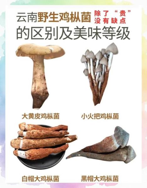梦到鸡枞菌是什么意思_鸡枞菌梦境解析