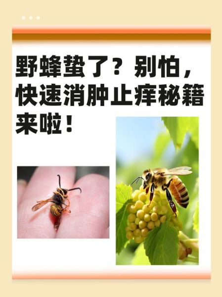 梦到被蜂蛰是什么意思_梦见被蜜蜂蛰了预示什么