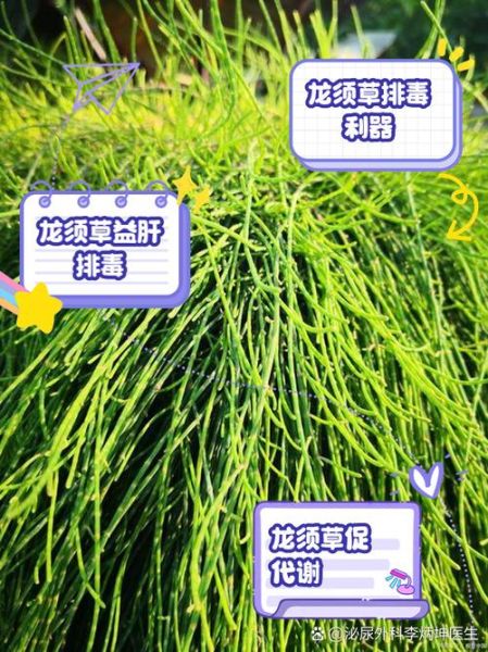 梦到龙须是什么意思_龙须梦境预示什么
