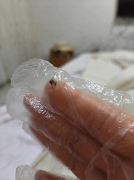 梦到很多蚊子_是什么预兆