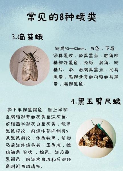 梦到飞蛾是什么意思_飞蛾入梦预示什么
