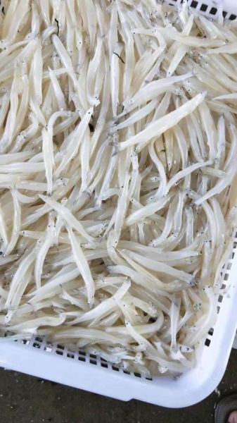 梦到大银鱼是什么意思_大银鱼梦境解析