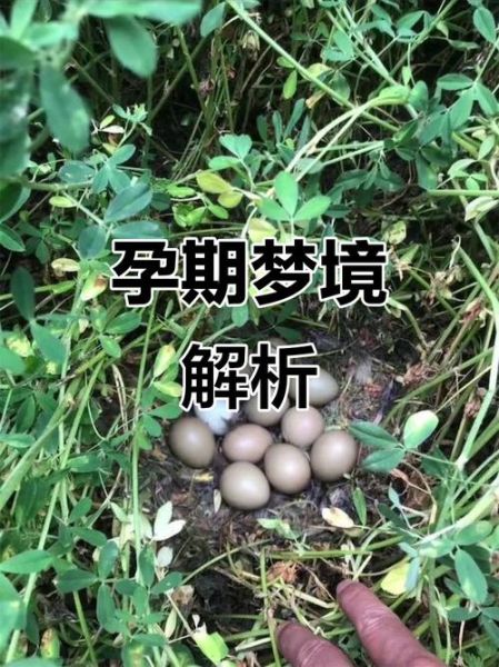 孕妇梦到捡蛋是什么意思_孕妇梦见捡鸡蛋预示男女吗