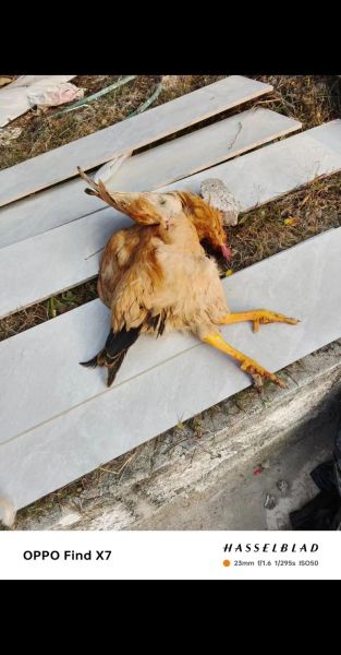 孕妇梦到死鸡_是什么意思