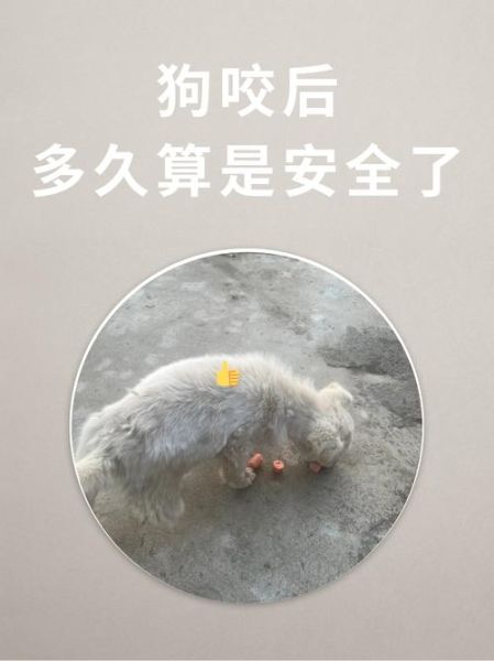 梦到被大狗咬住不放_是什么意思