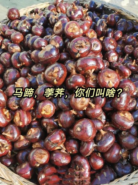 孕妇梦到荸荠是什么意思_孕妇梦见荸荠是生男生女