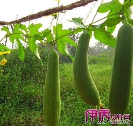 梦到好多丝瓜是什么意思_丝瓜梦境解析