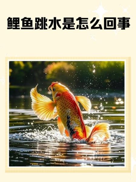 梦到鲤鱼跳出水面_什么预兆