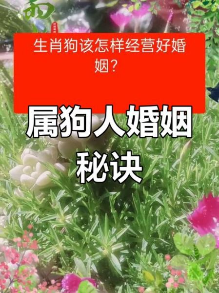 属狗男和属狗女相配吗_婚姻如何