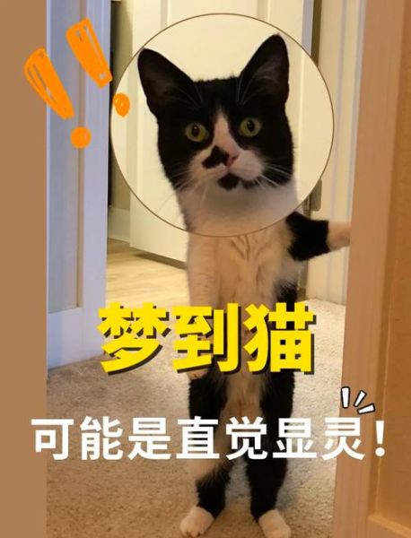 梦到捡了一只猫_有什么预兆