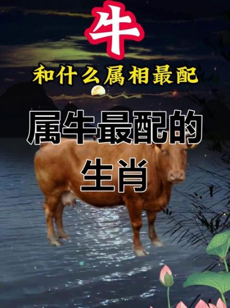 和牛和什么属相最配_属牛最佳婚配属相 和牛和什么属相最配_属牛最佳婚配属相