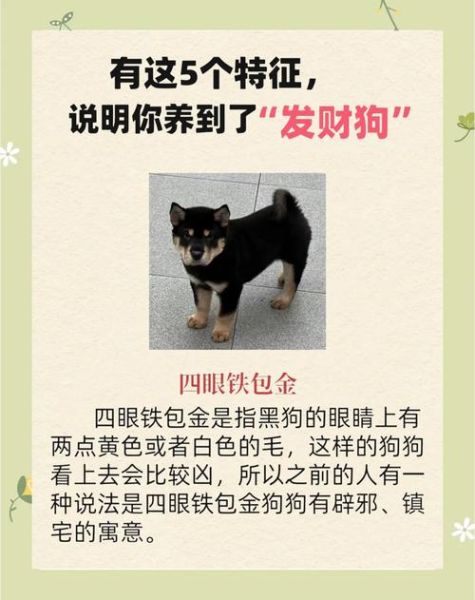 黑狗名字带财运_如何取名最招财