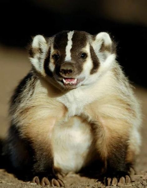 梦到獾是什么意思_獾在梦里代表什么