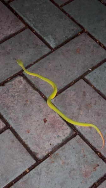 梦到雨中龙是什么意思_如何化解龙梦凶兆