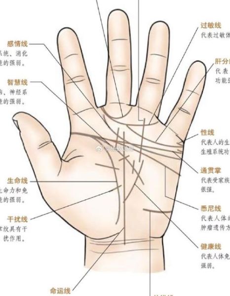 掌心财运图怎么看_掌纹财富线在哪