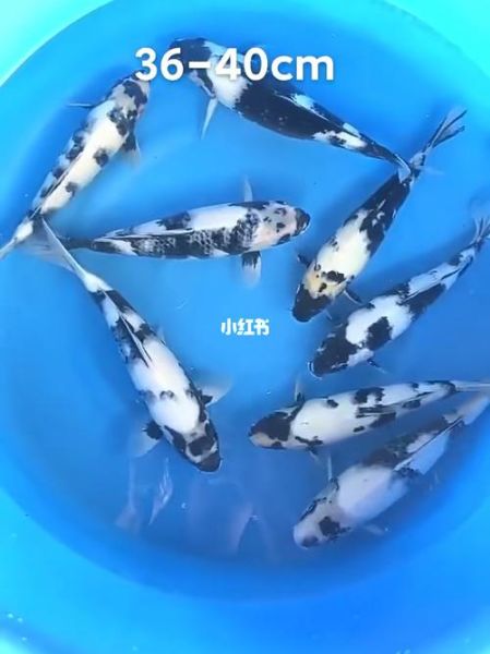 白锦鲤招财吗_白锦鲤风水禁忌