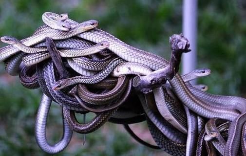 梦到一堆蛇是什么意思_梦见很多蛇预示着什么