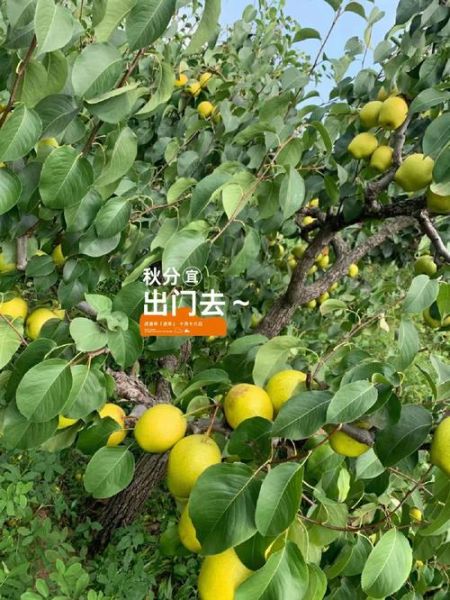 梦到摘梨是什么意思_梦见摘梨好不好