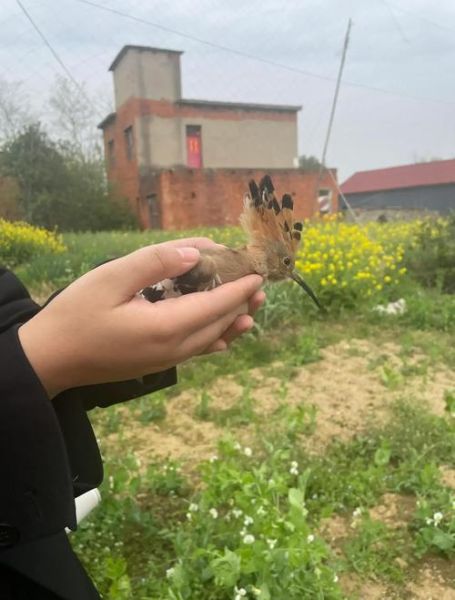 梦到救鸟是什么意思_如何解梦救鸟