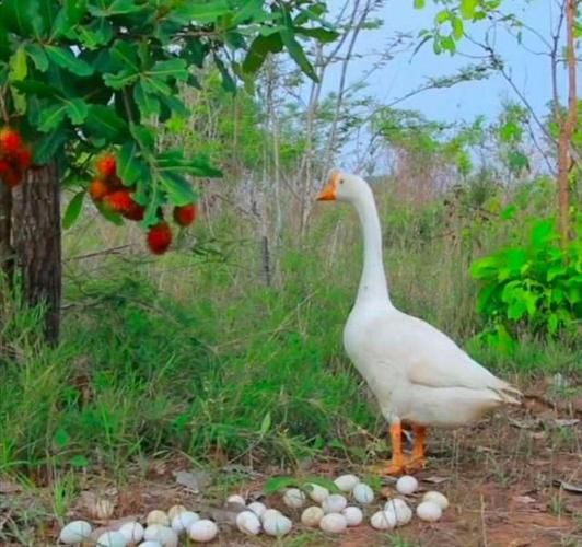 梦到捡吃的_有什么预兆