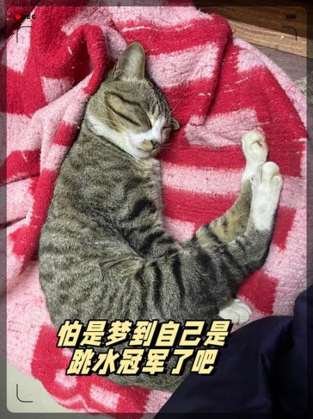 梦到大花猫是什么意思_梦到大花猫预示着什么