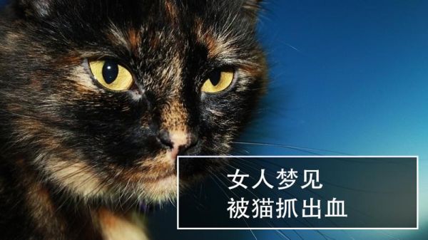 孕妇梦到被猫抓伤_孕妇梦见猫抓出血预示什么