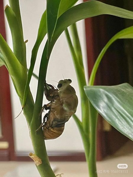 梦到蝉幼虫是什么意思_如何解梦